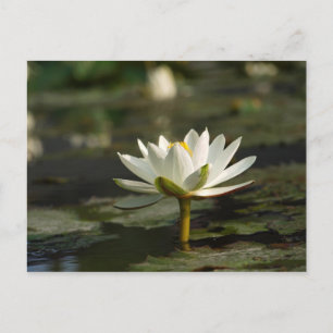 Beautiful White Water Emerging from a Pond Postcard