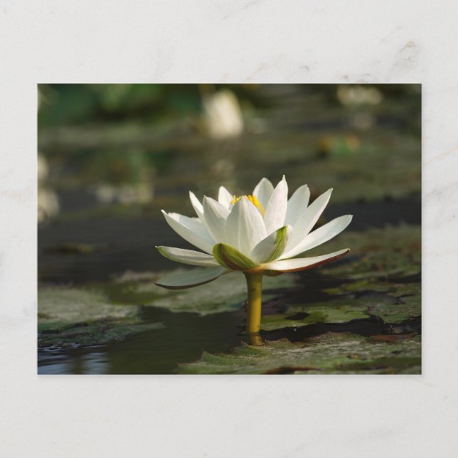 Beautiful White Water Emerging from a Pond Postcard (Front)