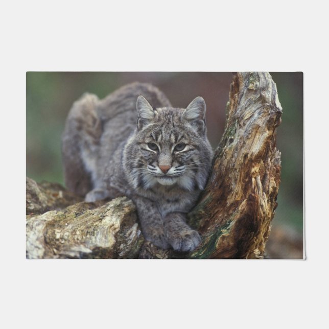 Beautiful Wild Bobcat Photo Doormat (Front)