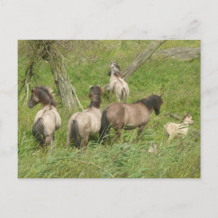 Beautiful Wild Horses DIY Postcard