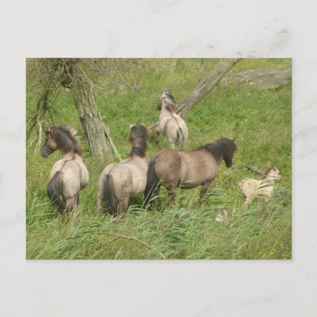 Beautiful Wild Horses DIY Postcard (Front)