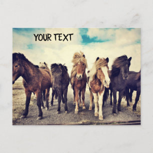 Beautiful wild horses postcard