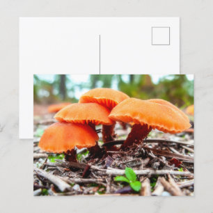Beautiful wild mushrooms bunch in an autumn field postcard