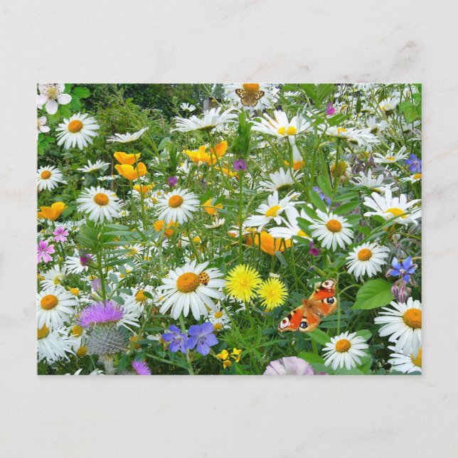 Beautiful Wildflower and Butterfly Meadow Postcard (Front)