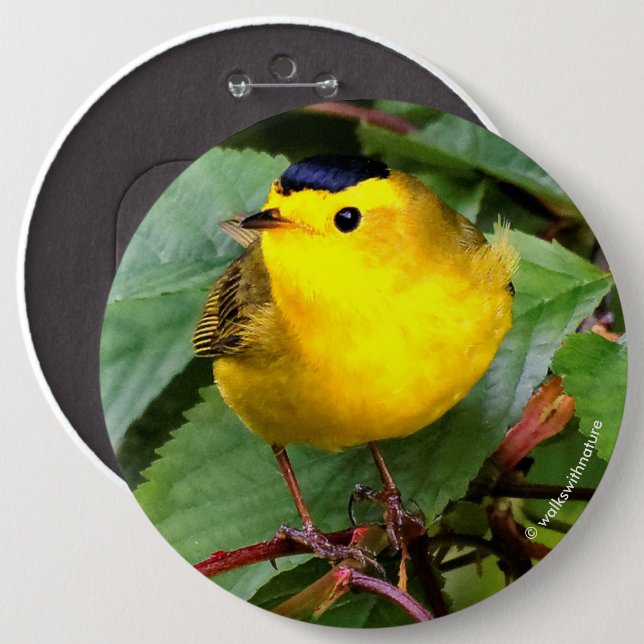 Beautiful Wilson's Warbler in the Cherry Tree 6 Inch Round Button (Front & Back)