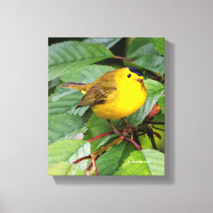 Beautiful Wilson's Warbler in the Cherry Tree Canvas Print