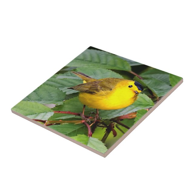 Beautiful Wilson's Warbler in the Cherry Tree Tile (Side)