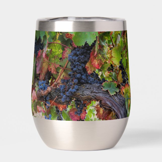 Beautiful Wine Grapes and Vine (Back)