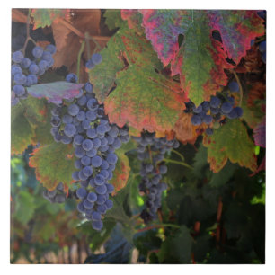 Beautiful Wine Grapes Art Tile