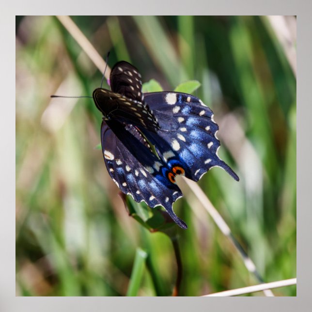 Beautiful Wings Poster (Front)