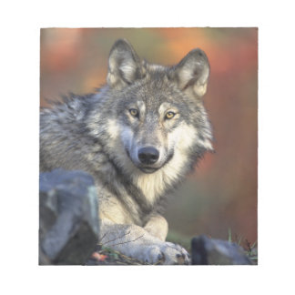 Beautiful Wolf Notepad