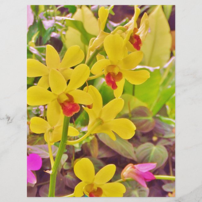 Beautiful Yellow autumn orchids (Front)