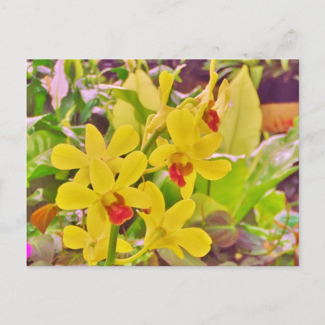 Beautiful Yellow autumn orchids Postcard (Front)