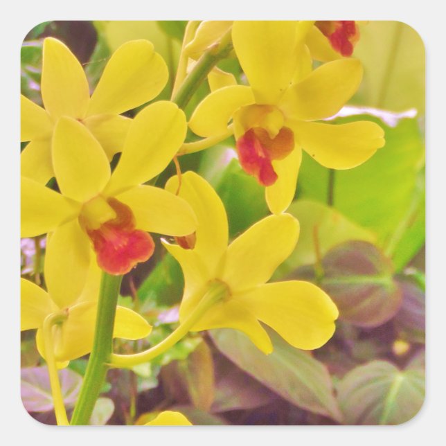 Beautiful Yellow autumn orchids Square Sticker (Front)