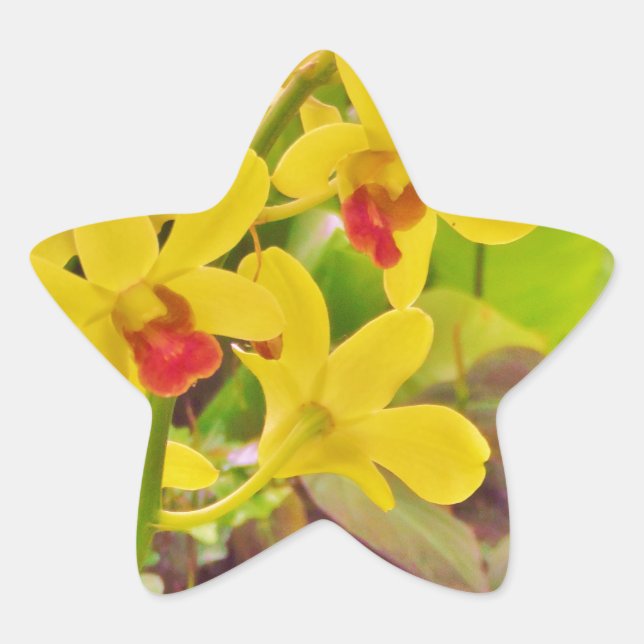 Beautiful Yellow autumn orchids Star Sticker (Front)