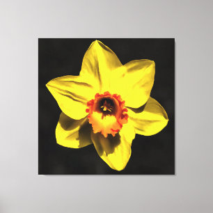 Beautiful Yellow Daffodil Spring Flower On Grey Canvas Print