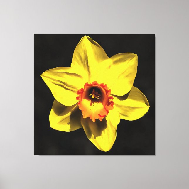 Beautiful Yellow Daffodil Spring Flower On Grey Canvas Print (Front)