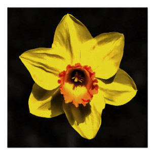 Beautiful Yellow Daffodil Spring Flower On Grey Poster