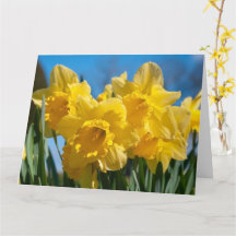 Beautiful Yellow Daffodils