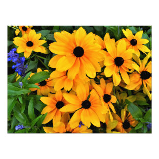 Beautiful Yellow Daisy Photo