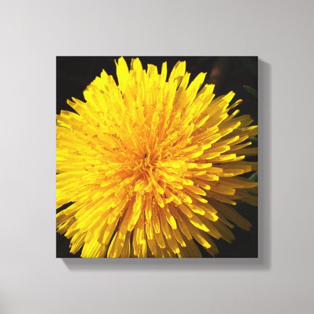 Beautiful Yellow Dandelion Canvas Print (Front)