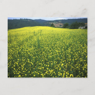 Beautiful yellow flower covered fields of San Postcard
