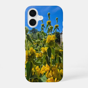 beautiful yellow Jerusalem sage flowers iPhone 16 Case