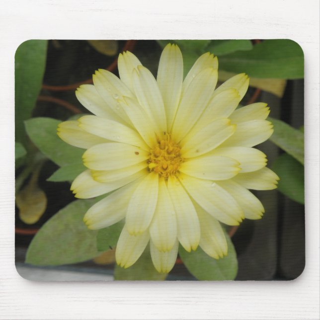 Beautiful Yellow Marigold Mousepad (Front)