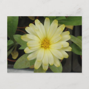 Beautiful Yellow Marigold Postcard