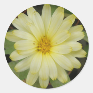 Beautiful Yellow Marigold Stickers