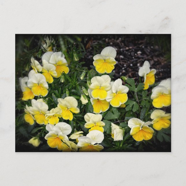 Beautiful Yellow Pansies Postcard (Front)