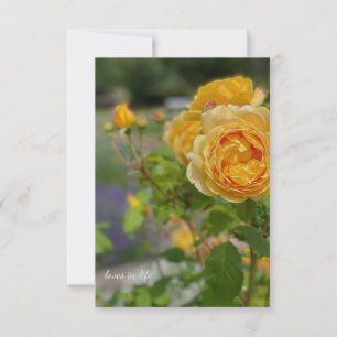 Beautiful Yellow Rose Card