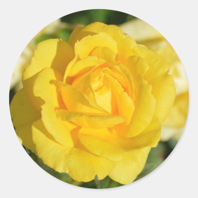 Beautiful yellow rose classic round sticker (Front)