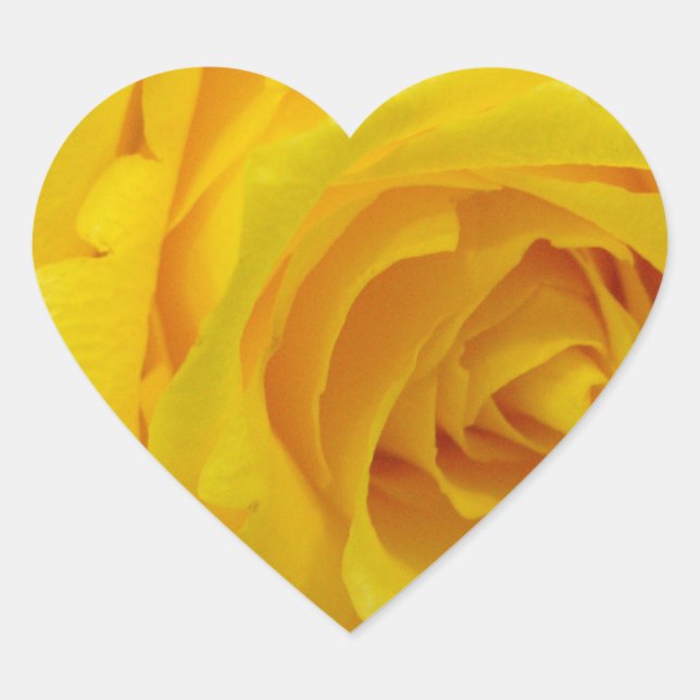 beautiful yellow rose flower photography heart sticker (Front)