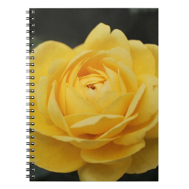 Beautiful Yellow Rose Notebook (Front)