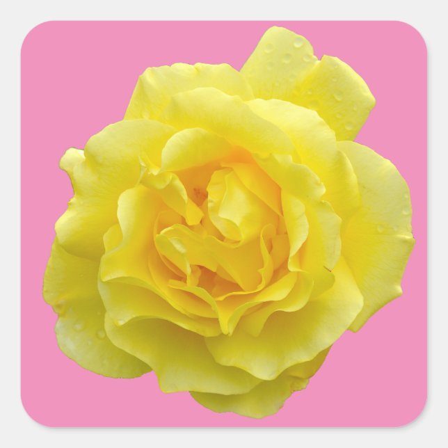 Beautiful yellow rose square sticker (Front)