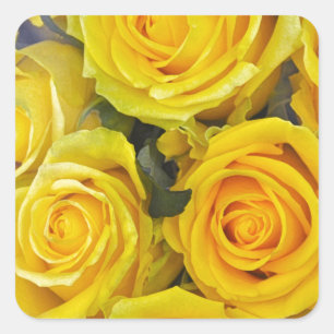 Beautiful yellow roses square sticker