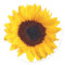 Beautiful Yellow Sunflower on White Sticker