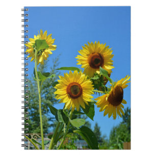 Beautiful yellow sunflowers notebook