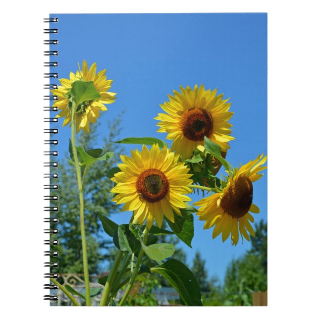 Beautiful yellow sunflowers notebook (Front)