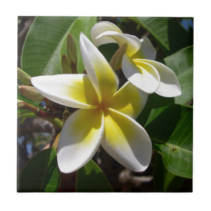Beautiful yellow-white Plumeria flower Tile