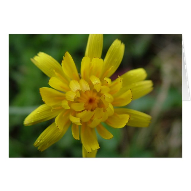 Beautiful yellow wild flower, dandelion (Front Horizontal)