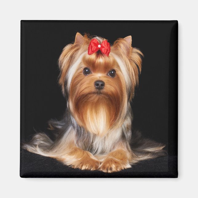 Beautiful Yorkshire Terrier Magnet (Front)