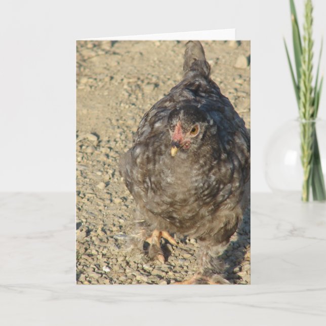 Beautiful Young Chicken All Occasions  Card (Front)