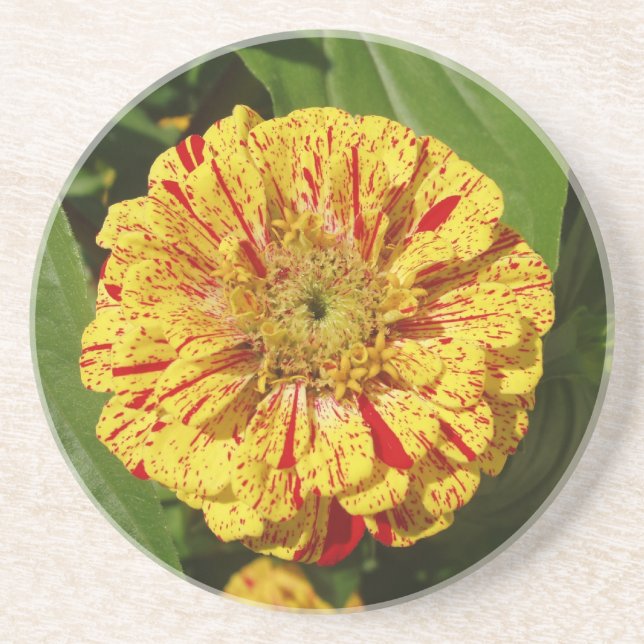 Beautiful Zinnia Coaster (Front)