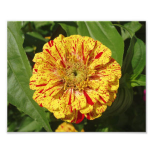 Beautiful Zinnia Photo Print
