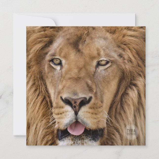 Beautiful Zoo Safari Lion Photography (Front)