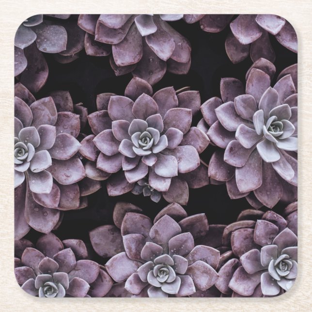 Beautifully patterned succulent plants square paper coaster (Front)