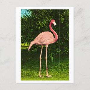 Beautifully Pink Flamingo Postcard