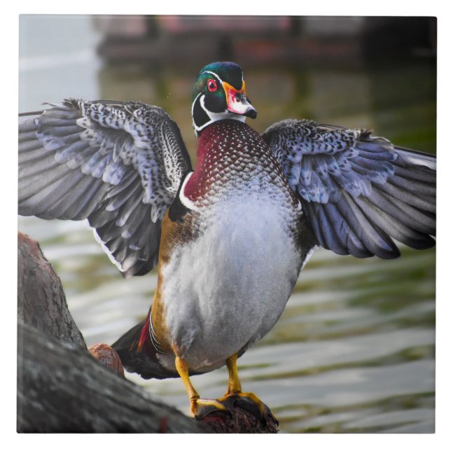Beautifully Striking Wood Duck Florida Photography Tile (Front)